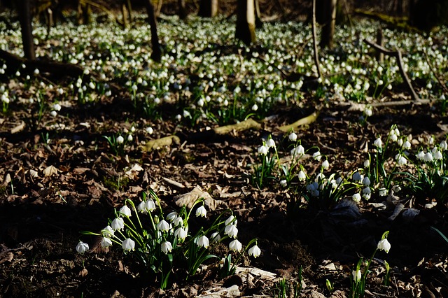 Märzenbecherblüte